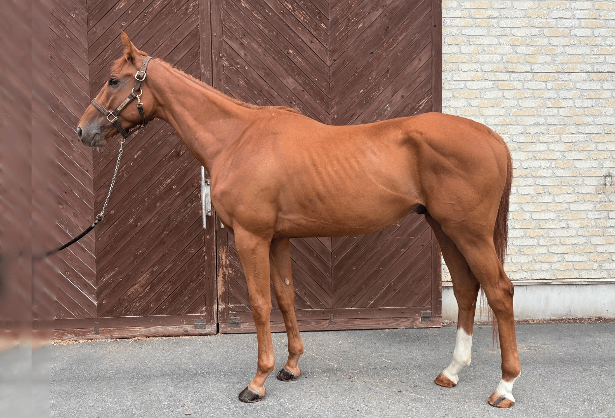 ★ファルコンバローズ