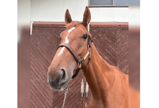 ★ファルコンバローズ