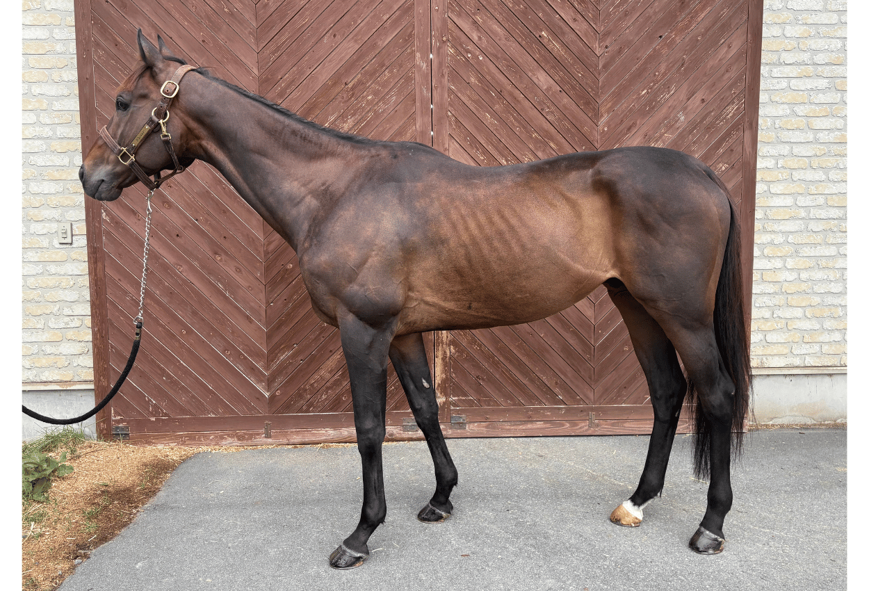 ★グランプリワン