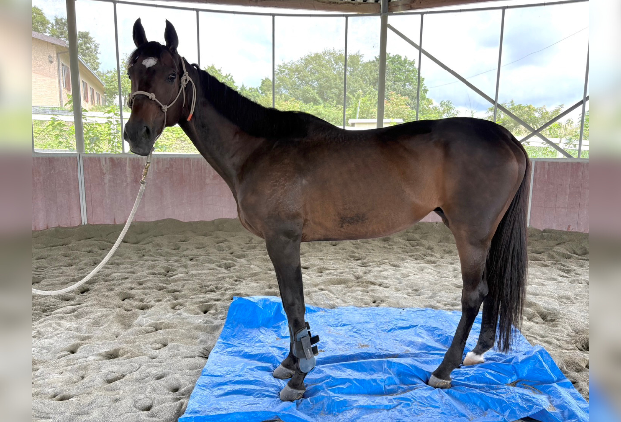 ★グランプリワン