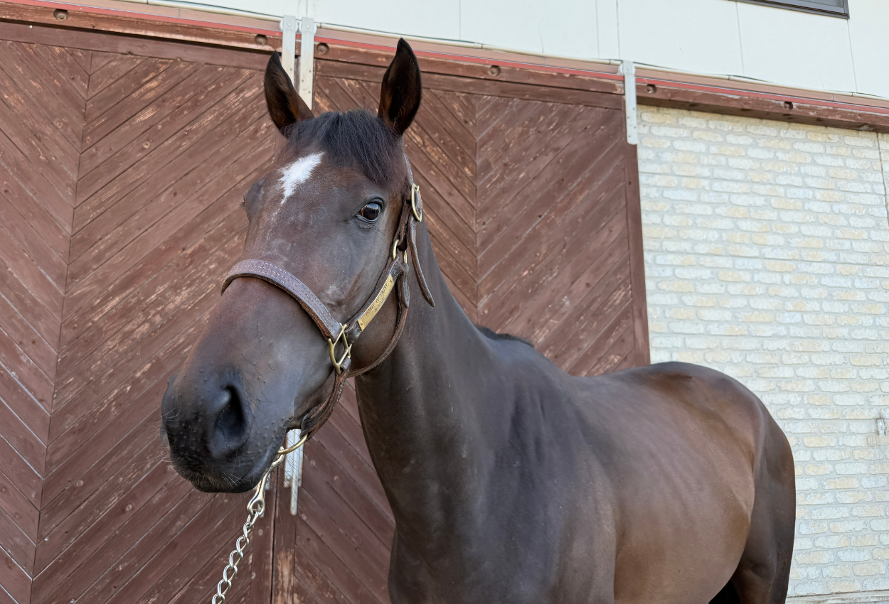 ★ヨッシーレイ