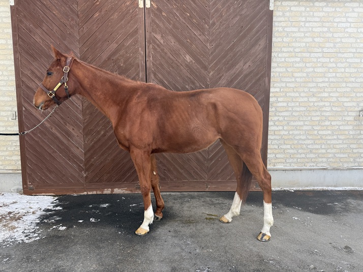 ★エンゲツトウ