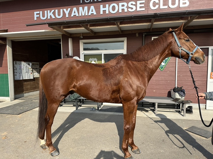 ★シゲルヒラトリ