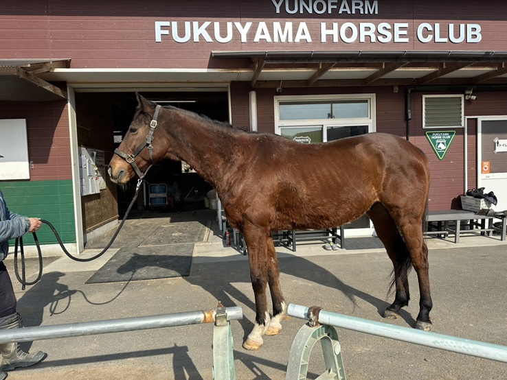 アドマイヤアルバ