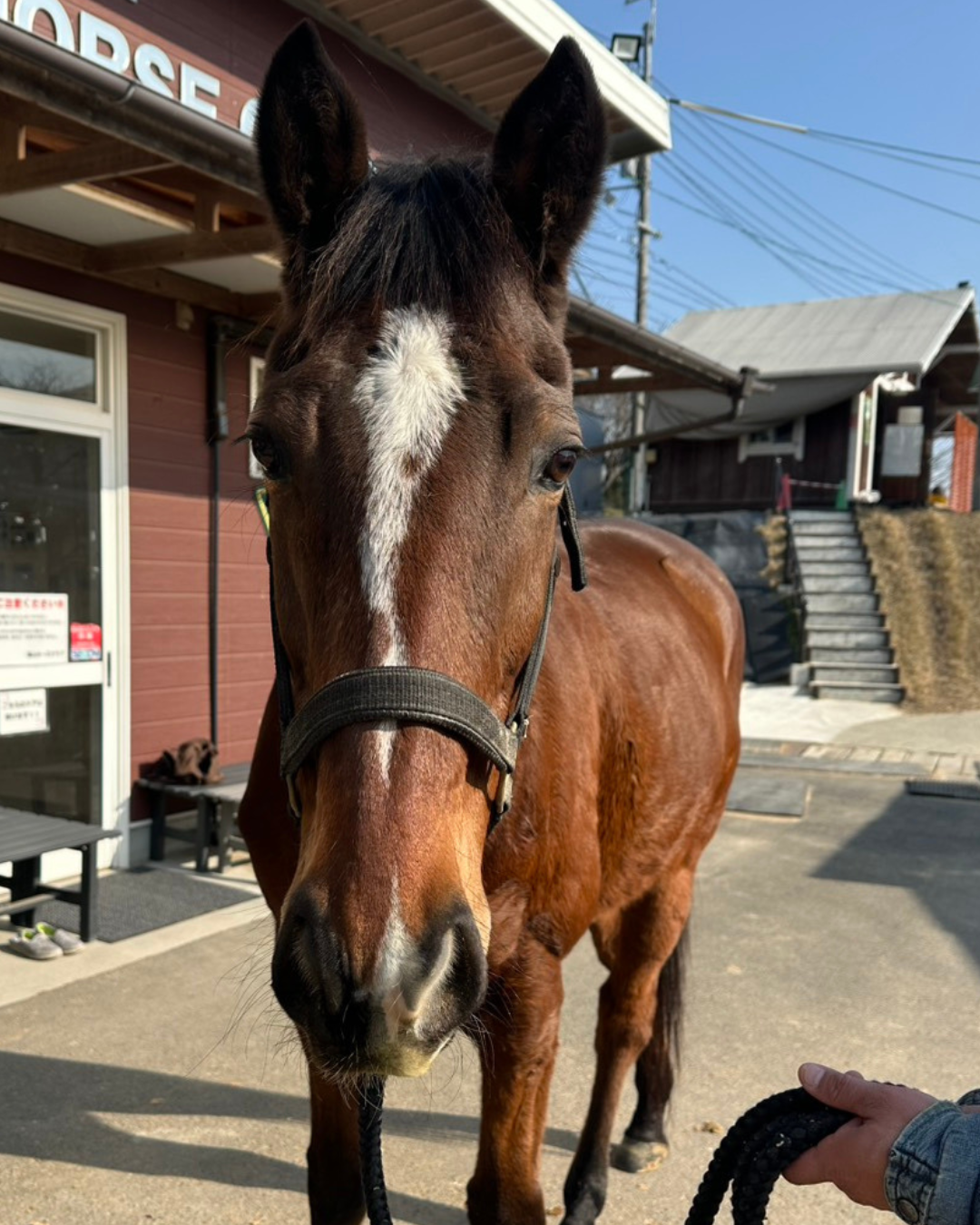 アドマイヤアルバ