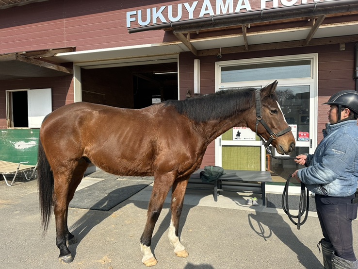 アドマイヤアルバ